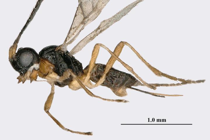 Baliem Valley New Guinea. Getty Images