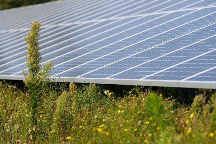 Zonnepark Moerdijk met diverse planten