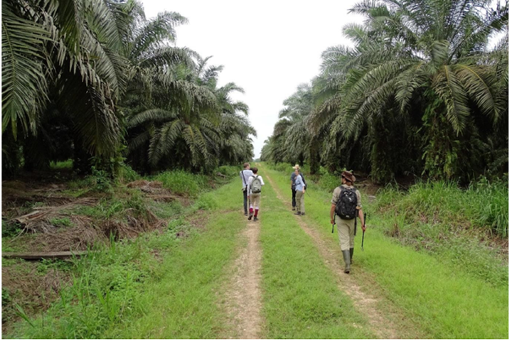 Bezoek aan een van de palmolieplantages. Eindeloze rijen met oliepalmen. Foto: Jordy van der Beek.