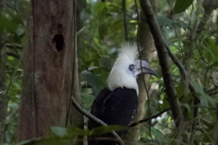 De langkuifneushoornvogel of white-crowned hornbill (Berenicornis comatus). (Foto Sofie Hovius)
