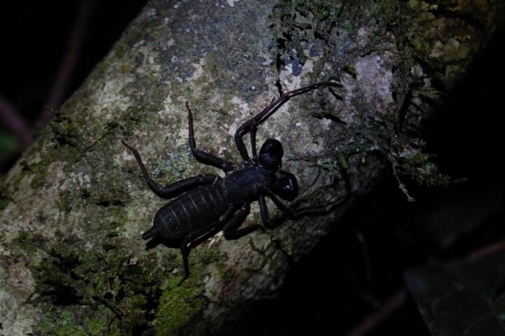 Zweepstaartschorpioen (Thelyphonida) behoort tot de spinachtigen. Foto: Amy Montanje