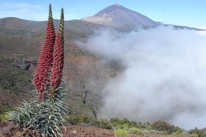 Teide Echium wildprettii7