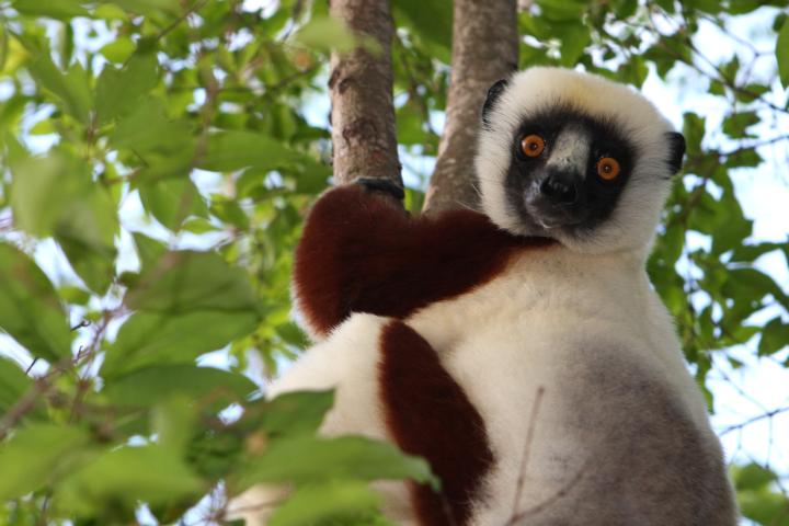 Coquerel's Sifaka (Propithecus coquereli) in northern Madagascar © David Dennis