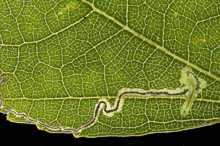 Lead foto Stigmella naturnella bladmijn