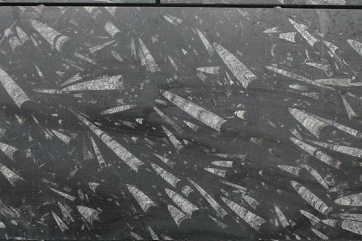 Fossielen in de muur