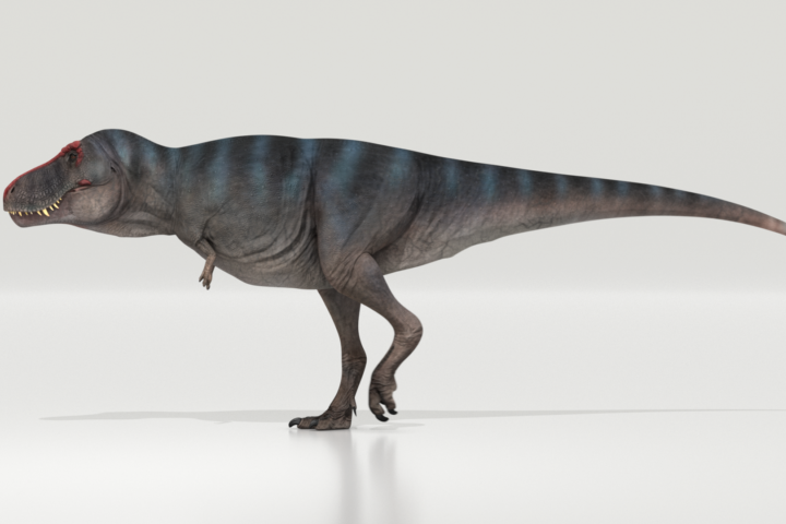 New field: the biomechanics of enormous tails