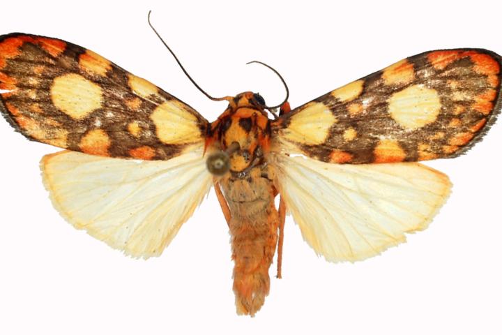 Cyme laeta Looijenga 2021, een nieuw beschreven vlindersoort