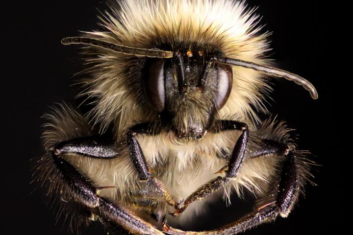 Hommel foto [Marten Schoonman]