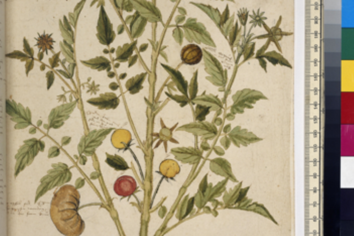 fantasietekening tomaat