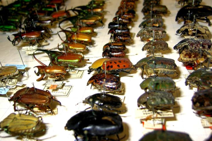 Kevers uit de collectie