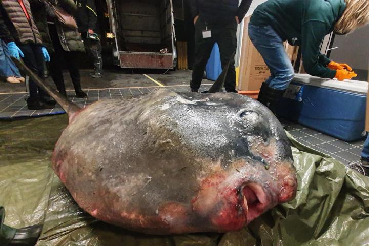 De maanvis bij binnenkomst op Naturalis