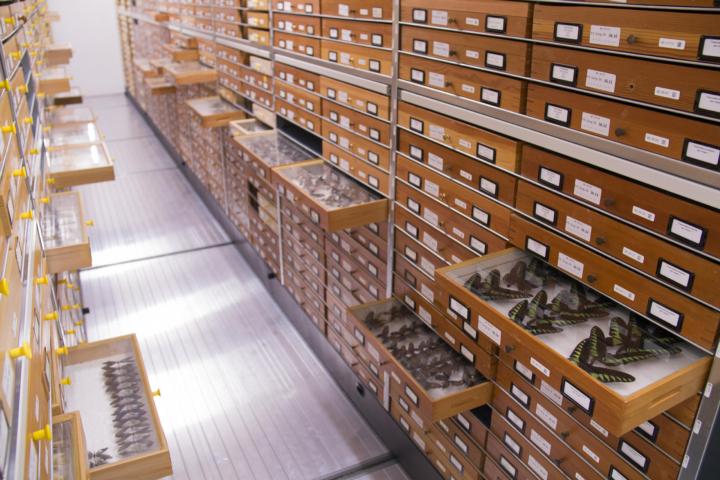 Vlindercollectie Naturalis