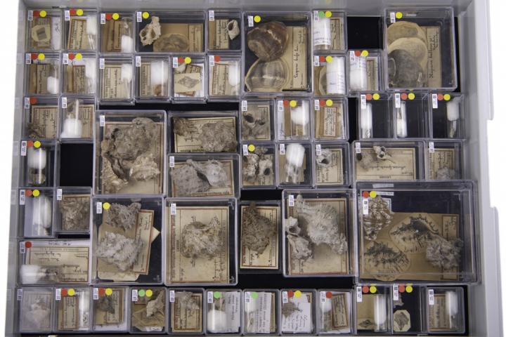 Lade Martin Collectie