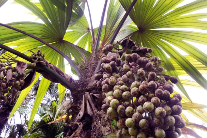 Een grote vruchtenboom