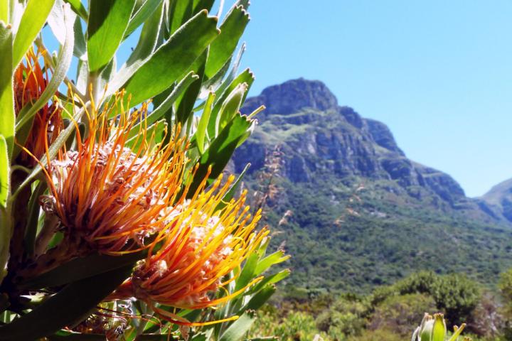 Plant van Leucospermum genus