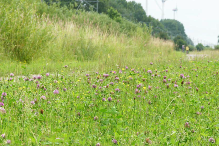infranatuur extensief beheer door Menno Reemer