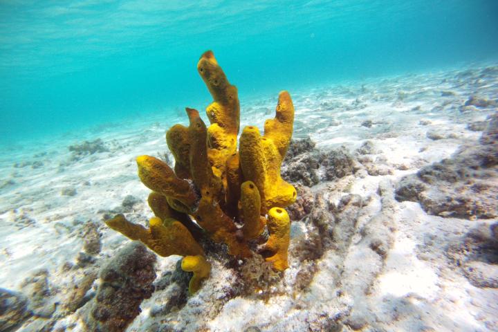 Aplysina fistularis sponge