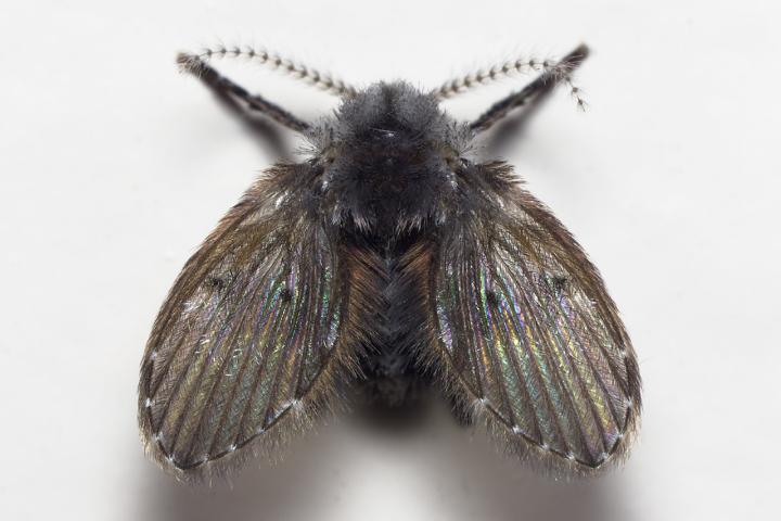 De wc-motmug (Clogmia albipunctata) is Insect van het Jaar 2023. Credits: Peter Koomen
