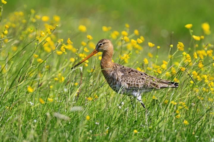 Grutto tussen polderbloemen. Credit: Teun Veldman
