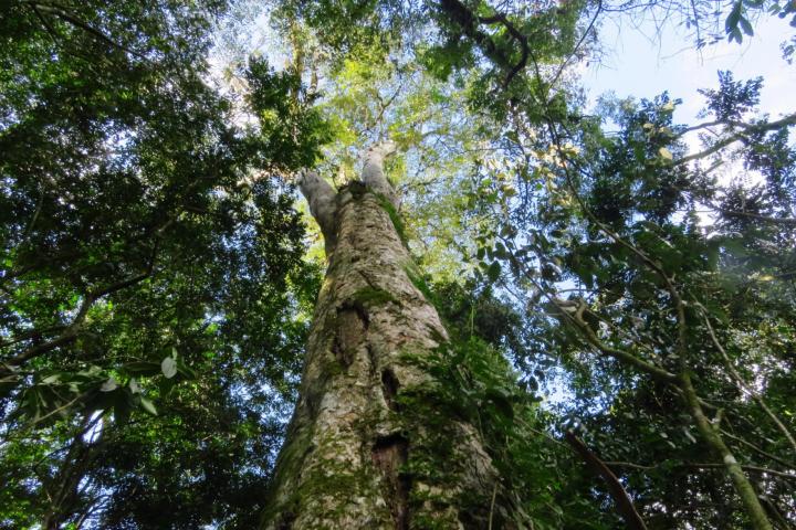 Boomsoort Apuleia leiocarpa, in het Atlantische bos, credit: Hans ter Steege