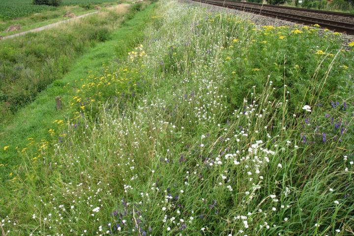 De adviezen laten zien hoe je via natuurlijk bermbeheer meer biodiversiteit in de berm kunt creëren en behouden, zoals hier langs een spoorweg van ProRail, credit: Nancy Meuwissen.