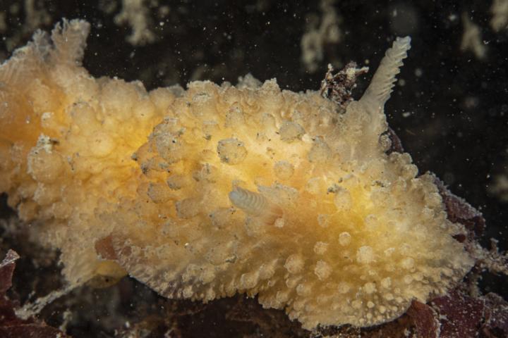 Ruwe wratslak, waarschijnlijk een nieuwe soort