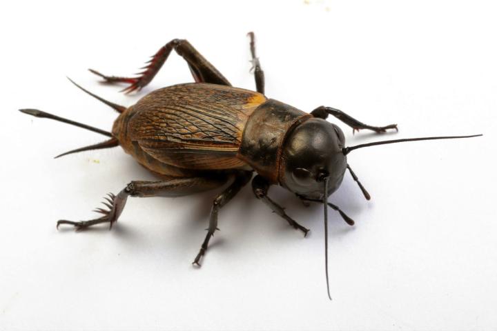 De veldkrekel (Gryllus campestris).