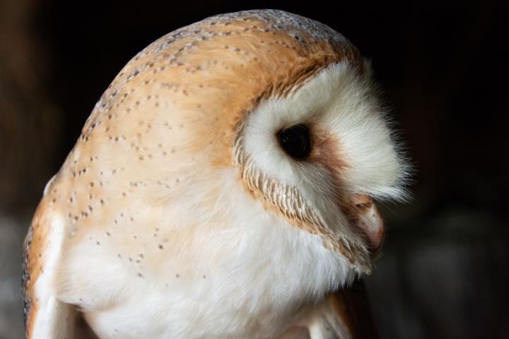 kerkuil, Jasja Dekker