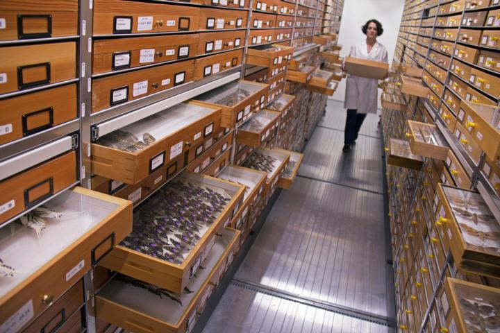 Collectie medewerker in de vlinder collectie 