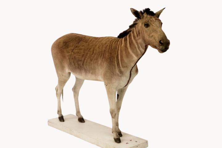 Quagga in de Naturalis collectie