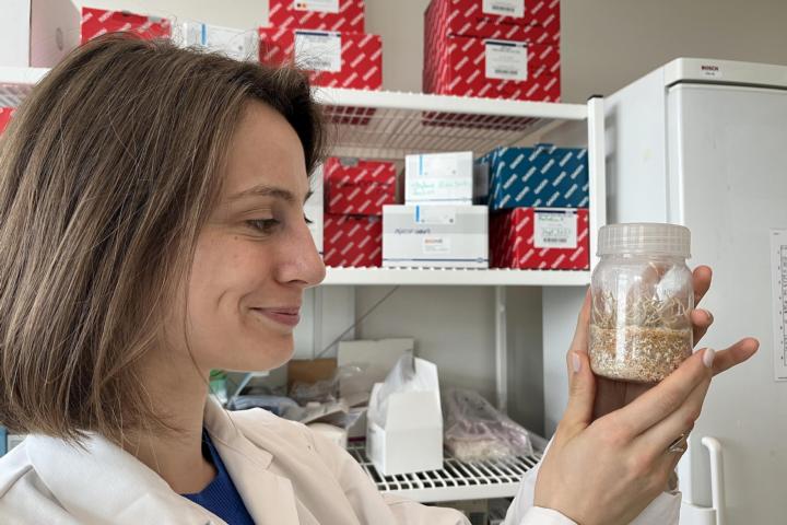 Maartje Cathelyn studying a culture of Panellus stipticus