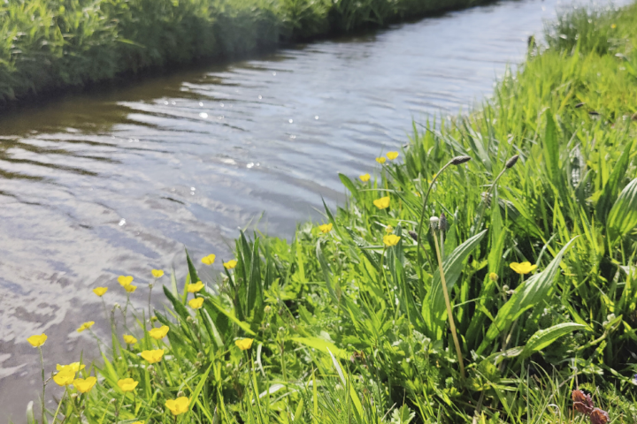 natuurvriendelijke slootkant