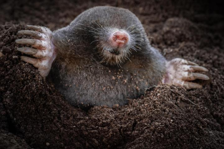 Mol foto Jeroen Graat