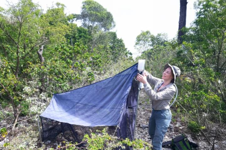 Aglaia met malaiseval