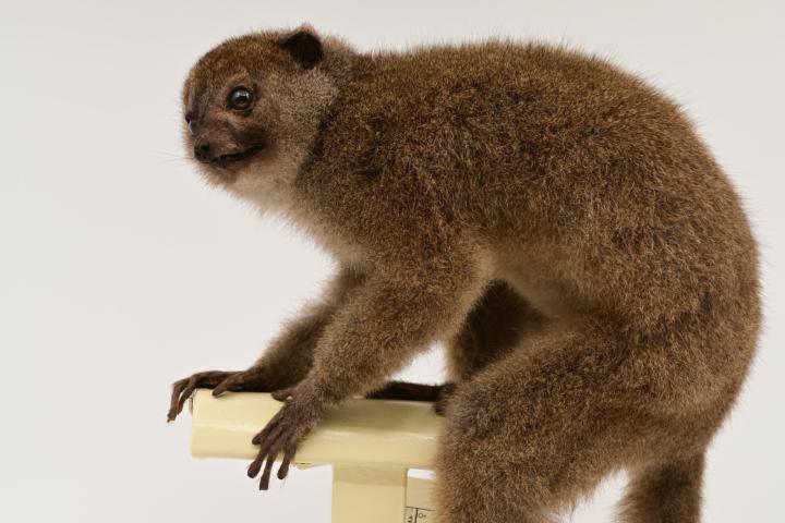 Opgezette grijze halfmaki