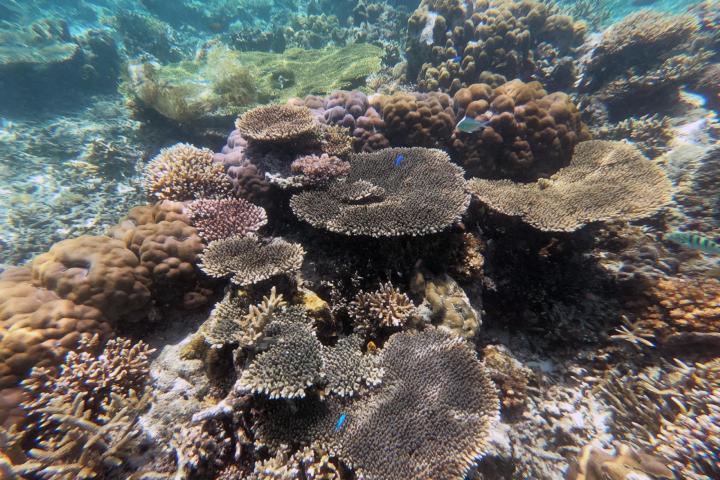 Koraalrif