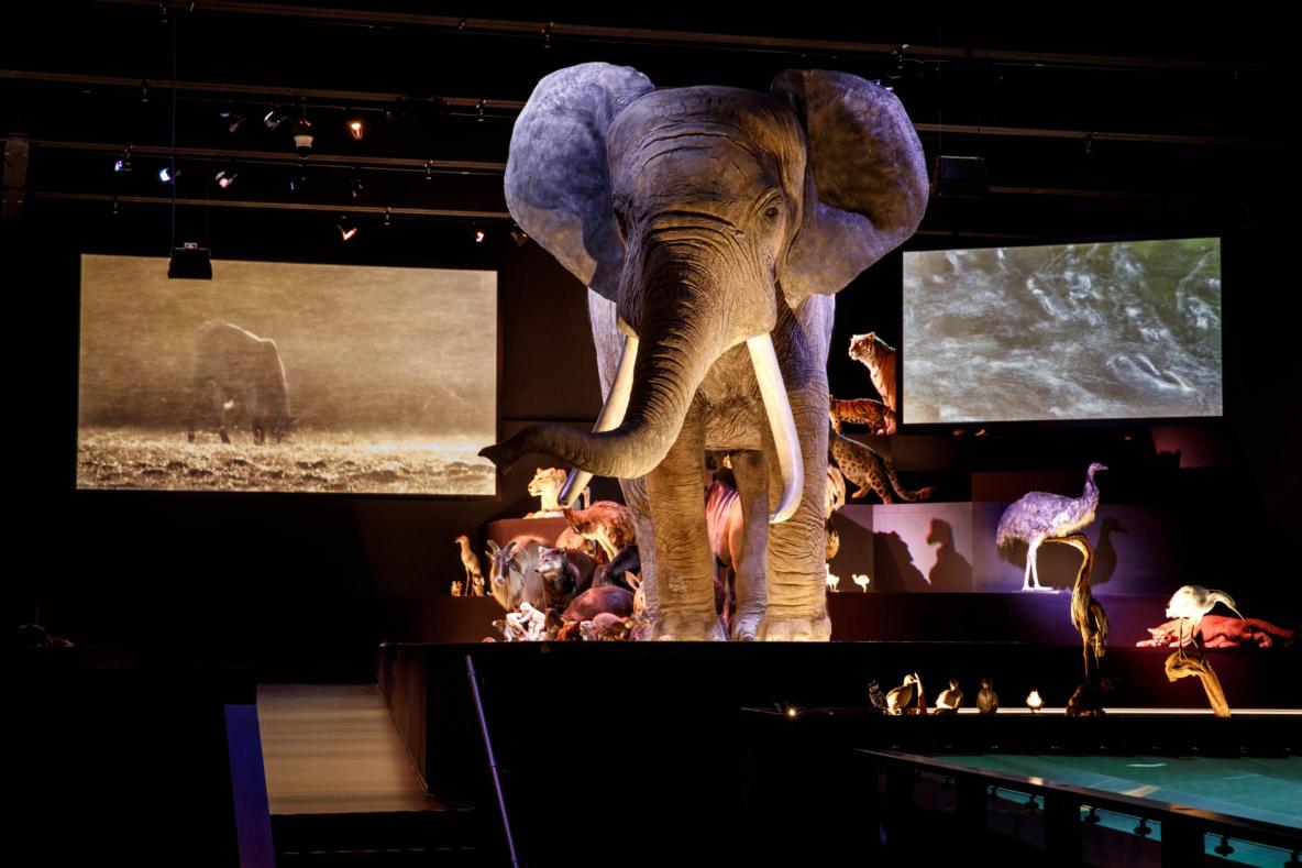 African elephant in the Life exhibition