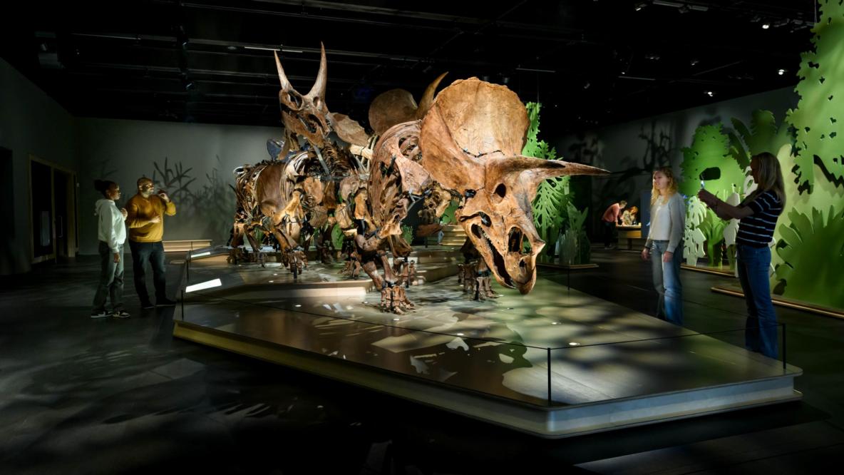 Triceratopskudde van Naturalis