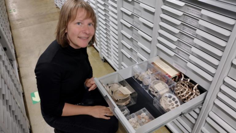 Arike Gill in de mollusken collectie