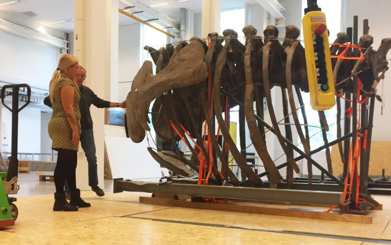 De camarasaurus in stukjes