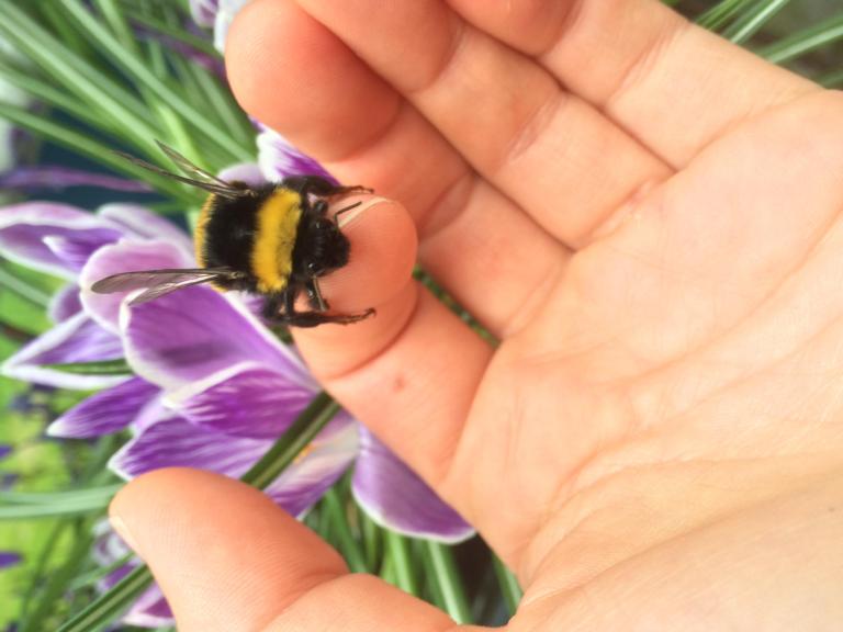 Hommel op hand