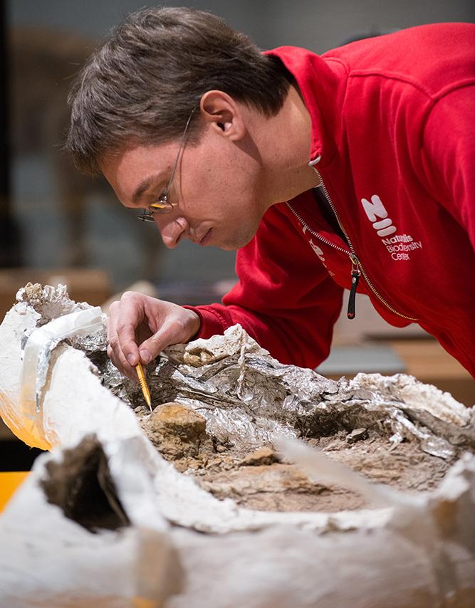 Triceratops prepareren foto Mylene Siegers