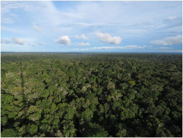 Amazonian atmosphere