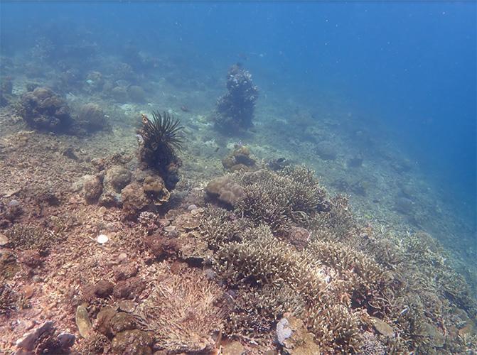 Coral reef murky water