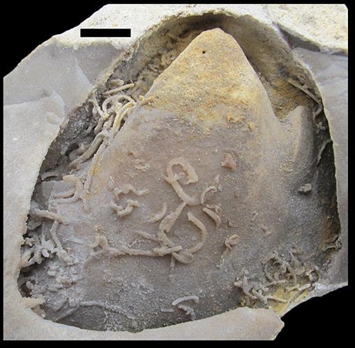 Maastrichtian borings