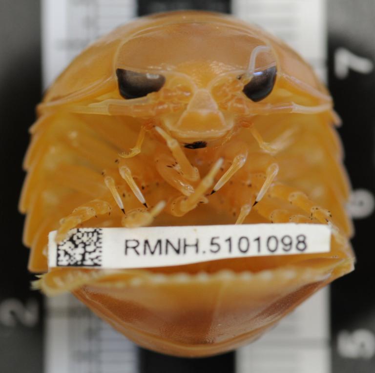 Scavenger of the Caribbean