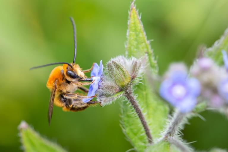 Eucera longicornis 
