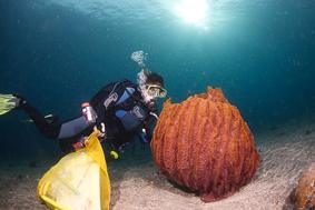 Xestospongia testudinaria at Ternate islands, Indonesia