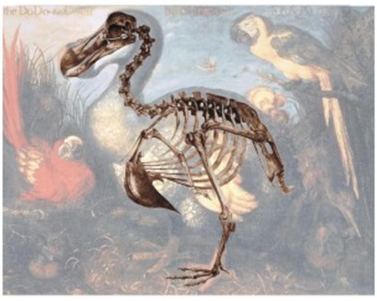 Dodo reconstructie