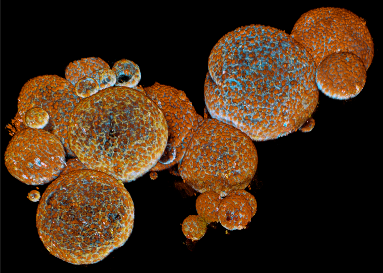 Painting of fish market